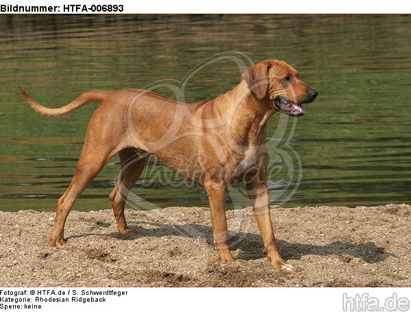 Rhodesian Ridgeback / HTFA-006893