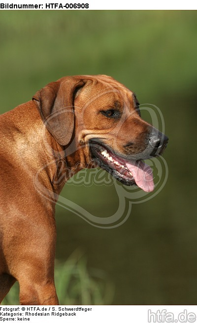 Rhodesian Ridgeback / HTFA-006908