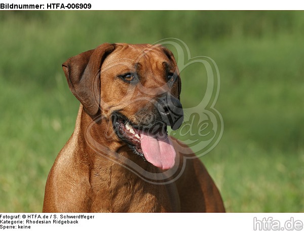 Rhodesian Ridgeback / HTFA-006909