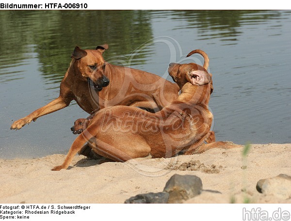 Rhodesian Ridgebacks / HTFA-006910