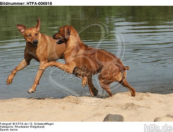 Rhodesian Ridgebacks / HTFA-006916