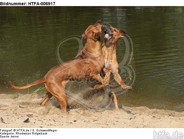 Rhodesian Ridgebacks / HTFA-006917