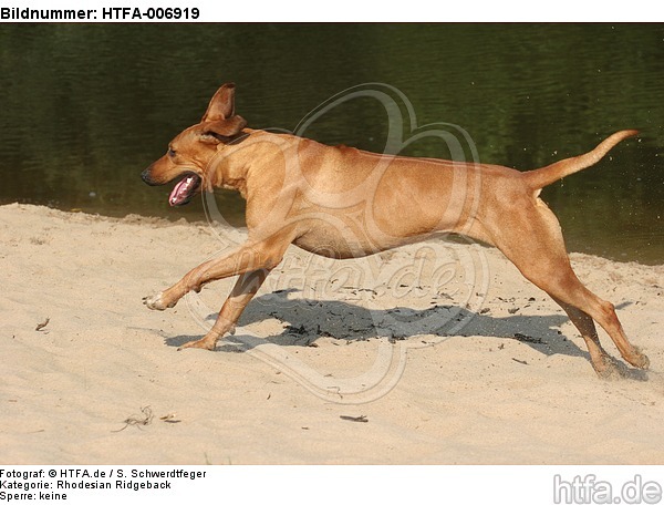 Rhodesian Ridgeback / HTFA-006919