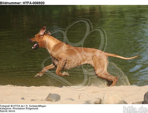 Rhodesian Ridgeback / HTFA-006920