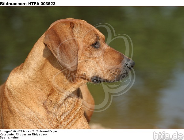 Rhodesian Ridgeback / HTFA-006923