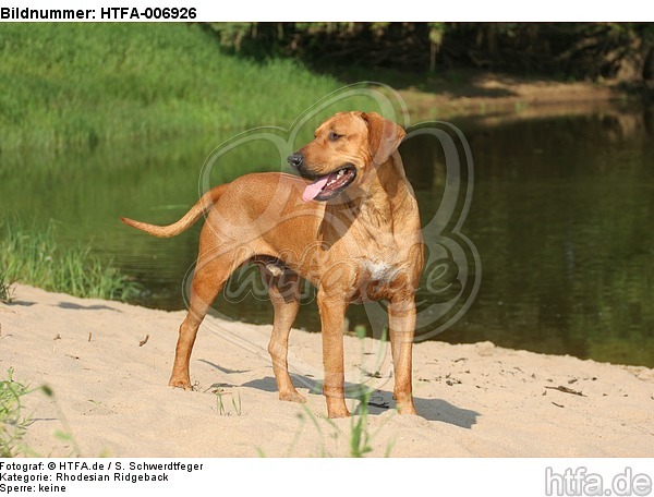 Rhodesian Ridgeback / HTFA-006926