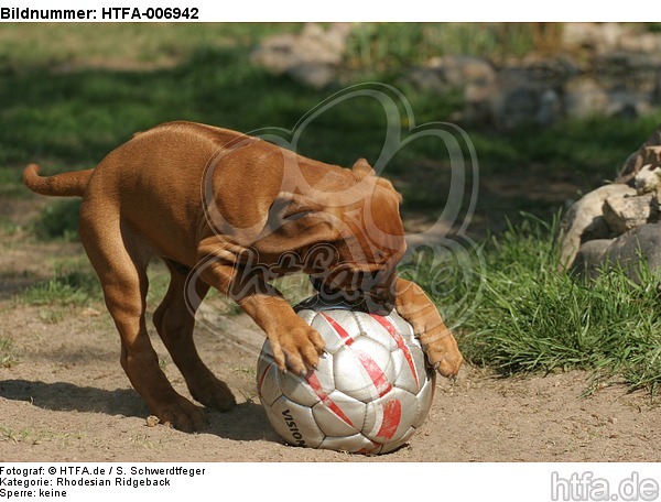 Rhodesian Ridgeback Welpe / rhodesian ridgeback puppy / HTFA-006942