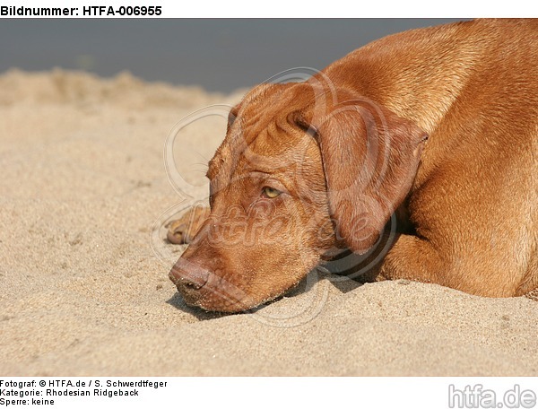 Rhodesian Ridgeback / HTFA-006955