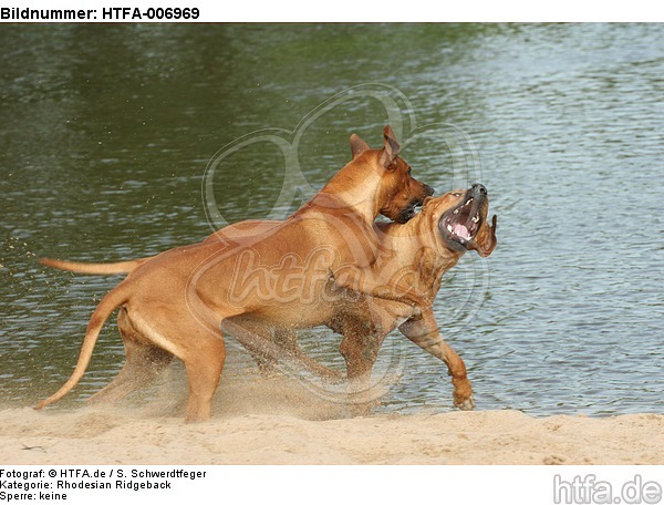 Rhodesian Ridgebacks / HTFA-006969