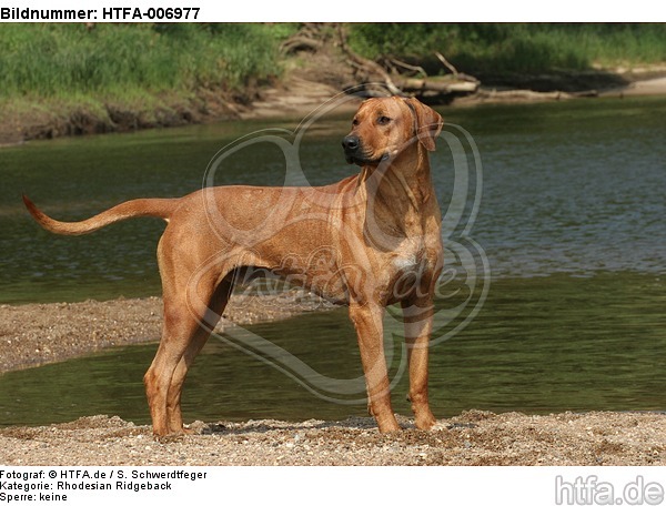 Rhodesian Ridgeback / HTFA-006977