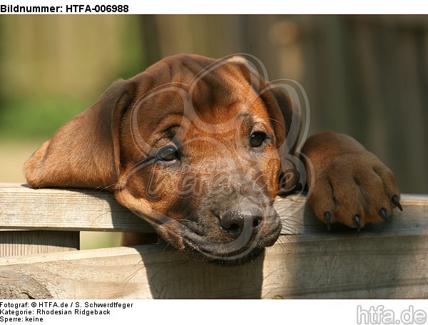 Rhodesian Ridgeback Welpe / rhodesian ridgeback puppy / HTFA-006988