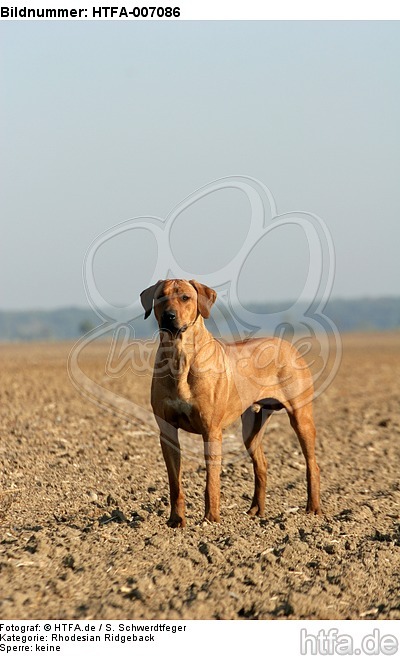 Rhodesian Ridgeback / HTFA-007086