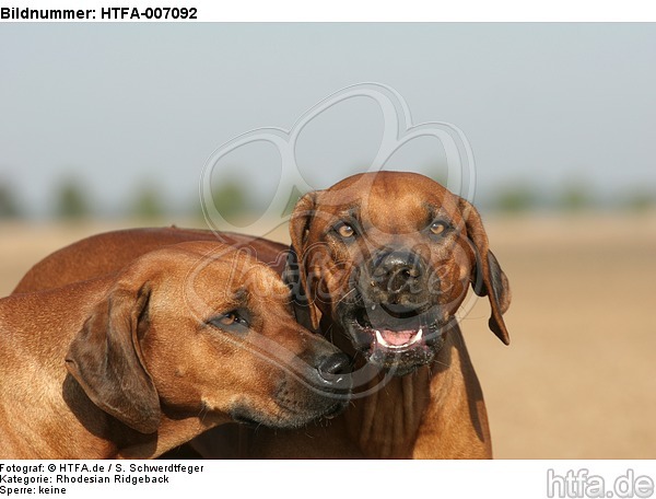 Rhodesian Ridgebacks / HTFA-007092