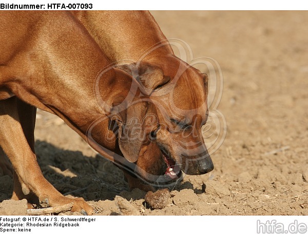 Rhodesian Ridgebacks / HTFA-007093