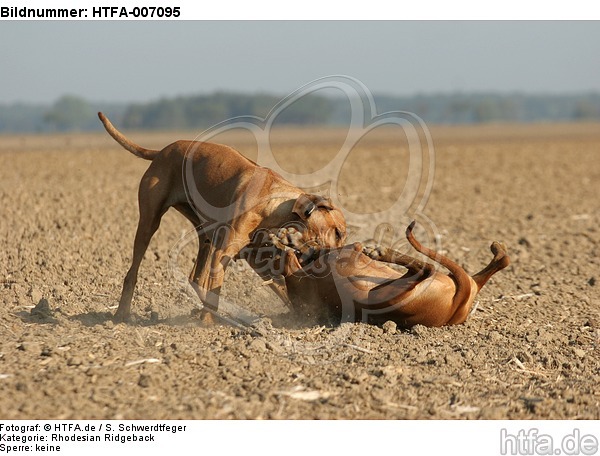 Rhodesian Ridgebacks / HTFA-007095