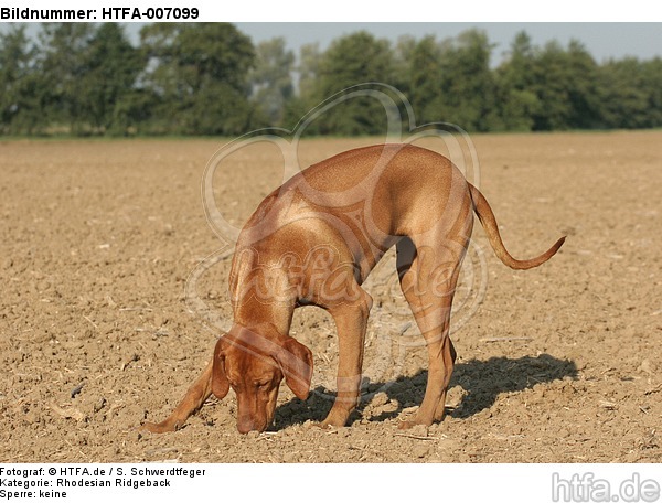 Rhodesian Ridgeback / HTFA-007099