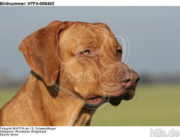 Rhodesian Ridgeback Portrait / HTFA-008463