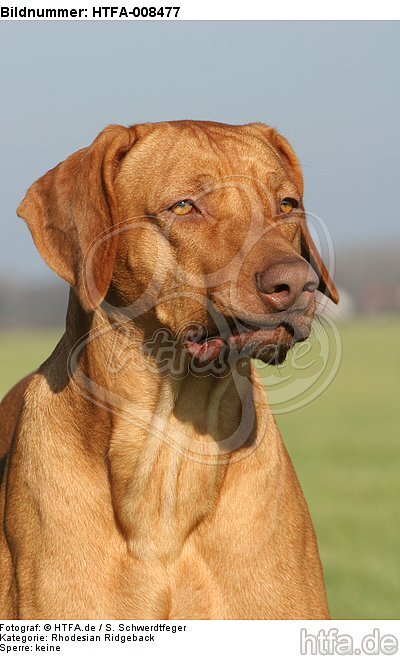 Rhodesian Ridgeback Portrait / HTFA-008477