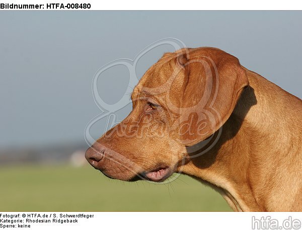 Rhodesian Ridgeback Portrait / HTFA-008480