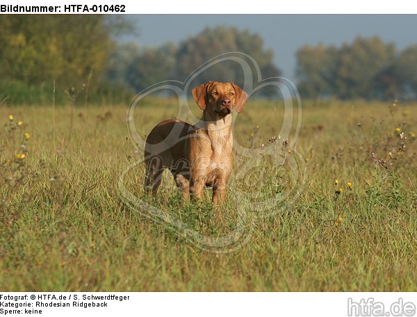 junger Rhodesian Ridgeback / young Rhodesian Ridgeback / HTFA-010462