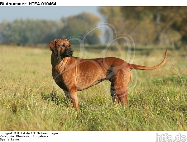 stehender Rhodesian Ridgeback / standing Rhodesian Ridgeback / HTFA-010464