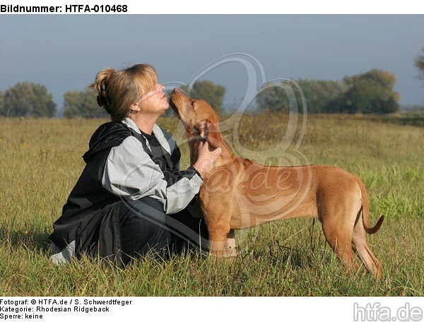 Frau streichelt Rhodesian Ridgeback / woman is fondling Rhodesian Ridgeback / HTFA-010468