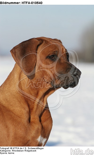 Rhodesian Ridgeback Portrait / HTFA-010540