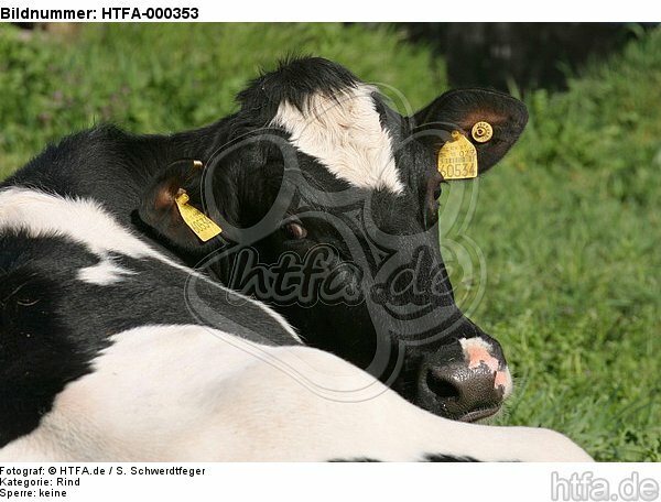 Rind Portrait / cattle portrait / HTFA-000353