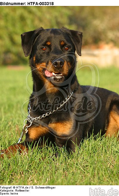 Rottweiler / HTFA-003318