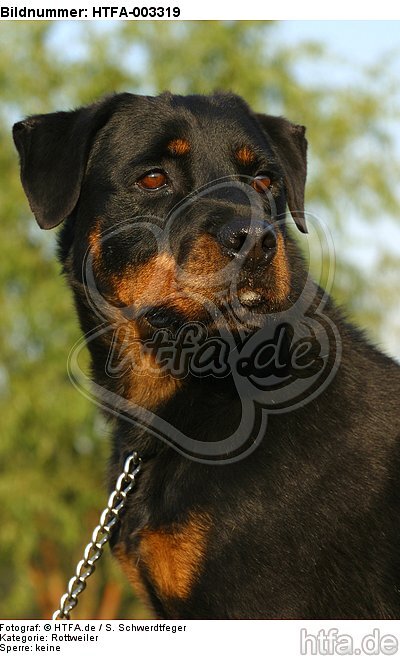 Rottweiler / HTFA-003319