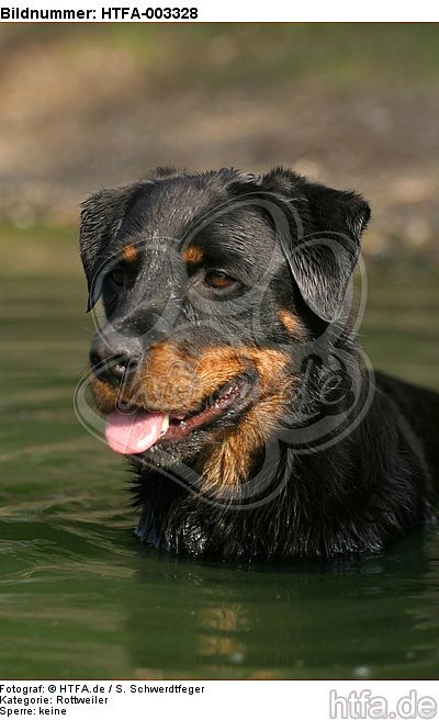 Rottweiler / HTFA-003328