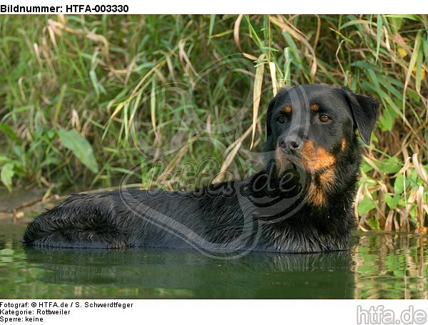 Rottweiler / HTFA-003330