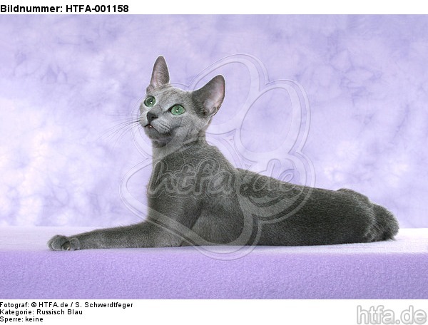 liegende Russisch Blau / lying russian blue / HTFA-001158