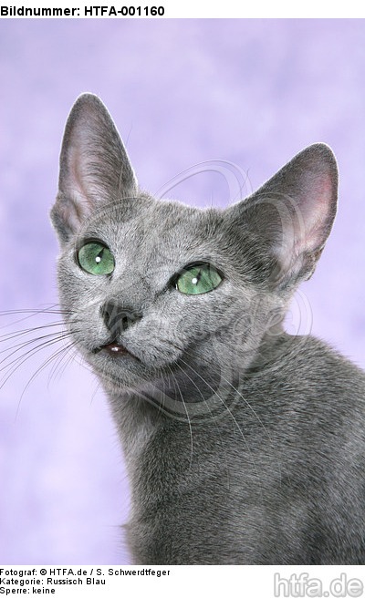 Russisch Blau Portrait / russian blue portrait / HTFA-001160