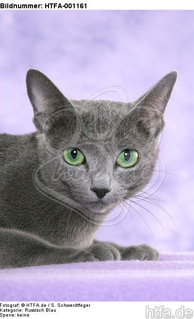 liegende Russisch Blau / lying russian blue / HTFA-001161