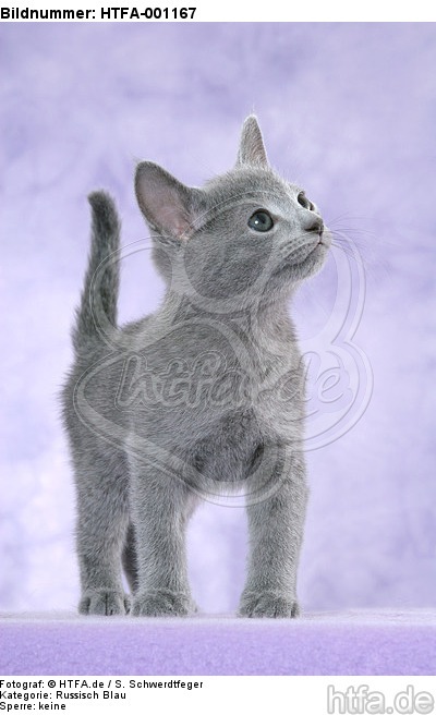 stehendes Russisch Blau Kätzchen / standing russian blue kitten / HTFA-001167