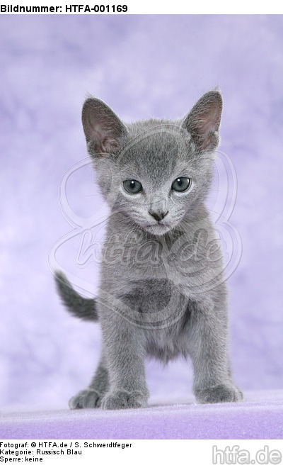 stehendes Russisch Blau Kätzchen / standing russian blue kitten / HTFA-001169