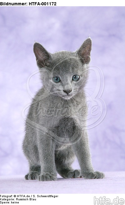 sitzendes Russisch Blau Kätzchen / sitting russian blue kitten / HTFA-001172