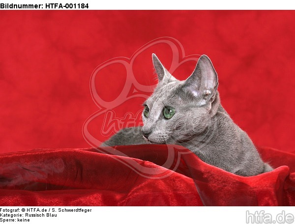 liegende Russisch Blau / lying russian blue / HTFA-001184