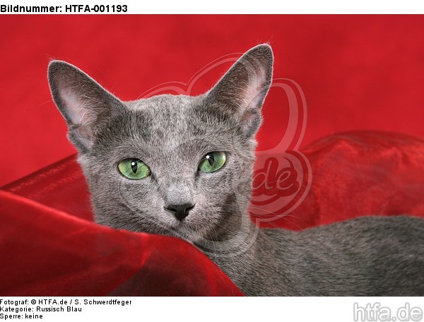 Russisch Blau Portrait / russian blue portrait / HTFA-001193