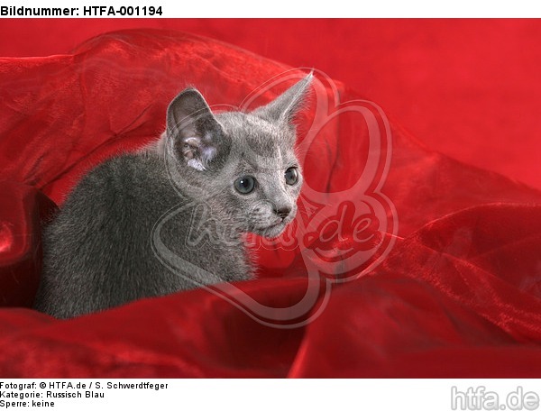 liegendes Russisch Blau Kätzchen / lying russian blue kitten / HTFA-001194