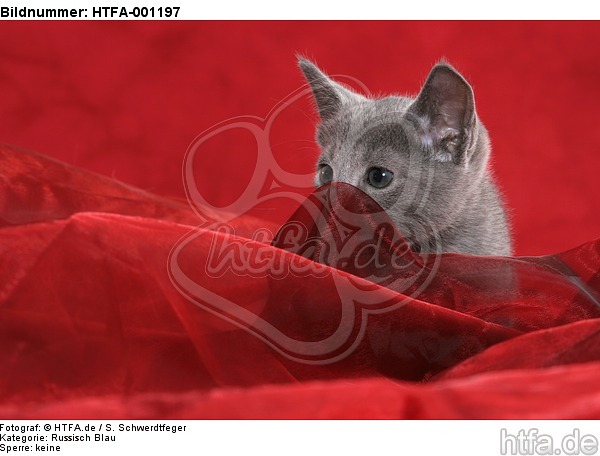 Russisch Blau Kätzchen / russian blue kitten / HTFA-001197