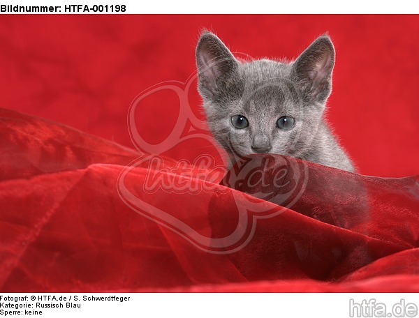 Russisch Blau Kätzchen / russian blue kitten / HTFA-001198