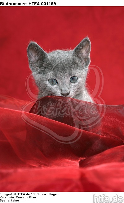 Russisch Blau Kätzchen / russian blue kitten / HTFA-001199