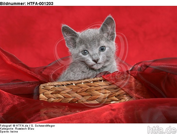 Russisch Blau Kätzchen / russian blue kitten / HTFA-001203