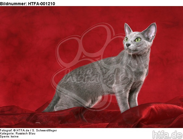 Russisch Blau / russian blue / HTFA-001210