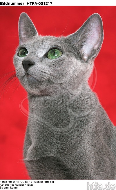 Russisch Blau / russian blue / HTFA-001217