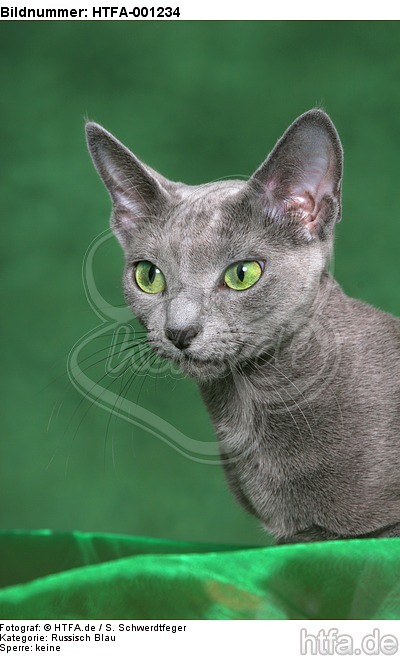 Russisch Blau / russian blue / HTFA-001234