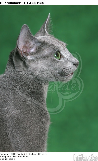 Russisch Blau / russian blue / HTFA-001239