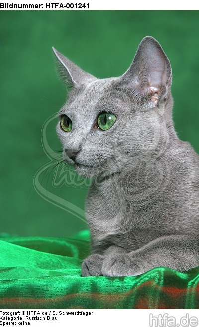 Russisch Blau / russian blue / HTFA-001241